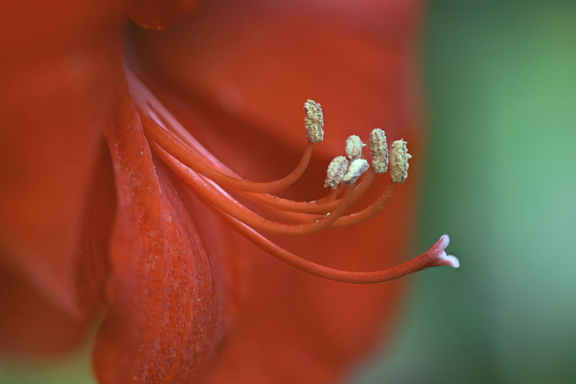 Download Blur Red Flower Flower Nature Amaryllis HD Wallpaper by Li Feng