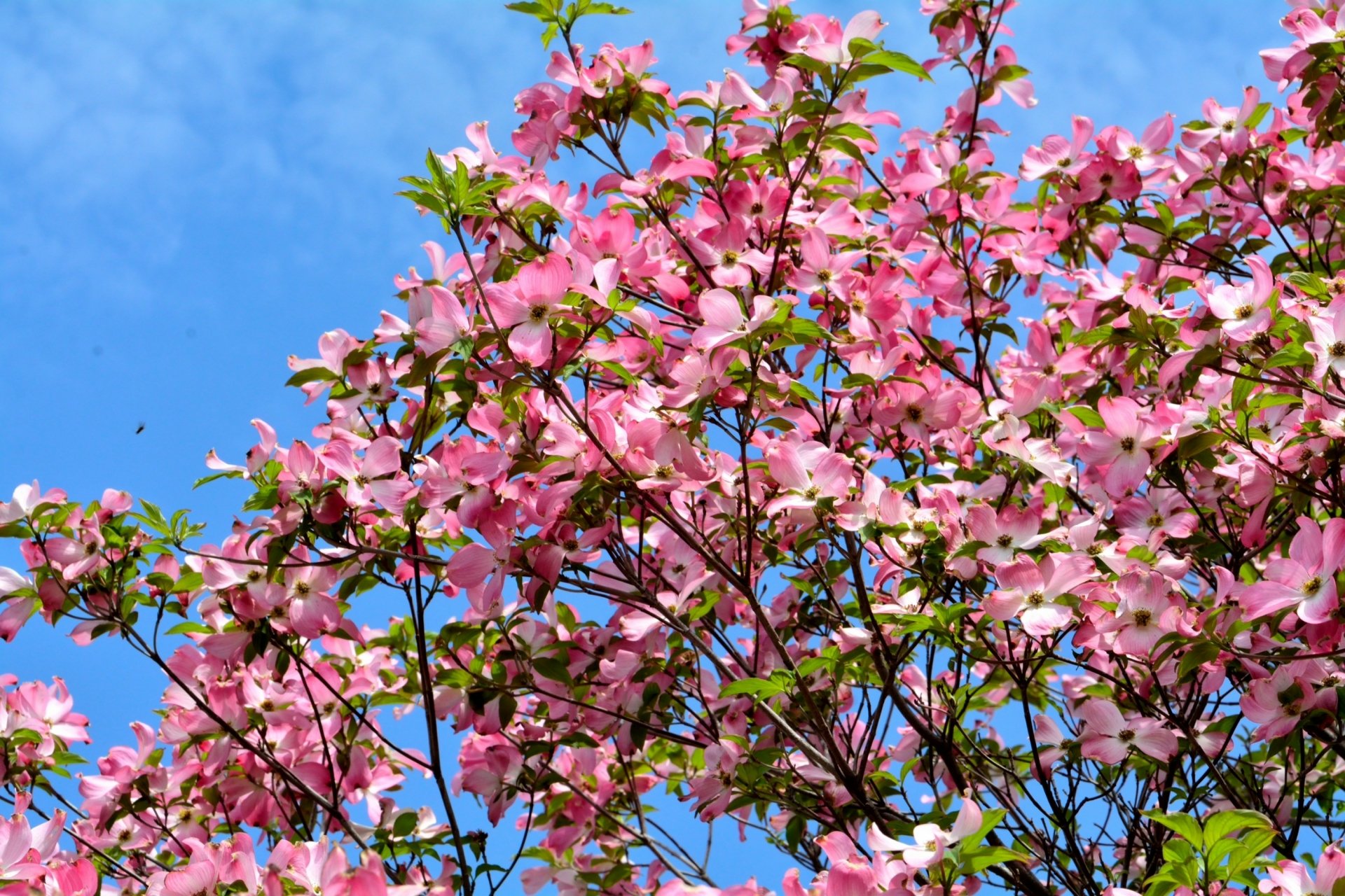 Download Pink Flower Flower Branch Tree Nature Blossom HD Wallpaper