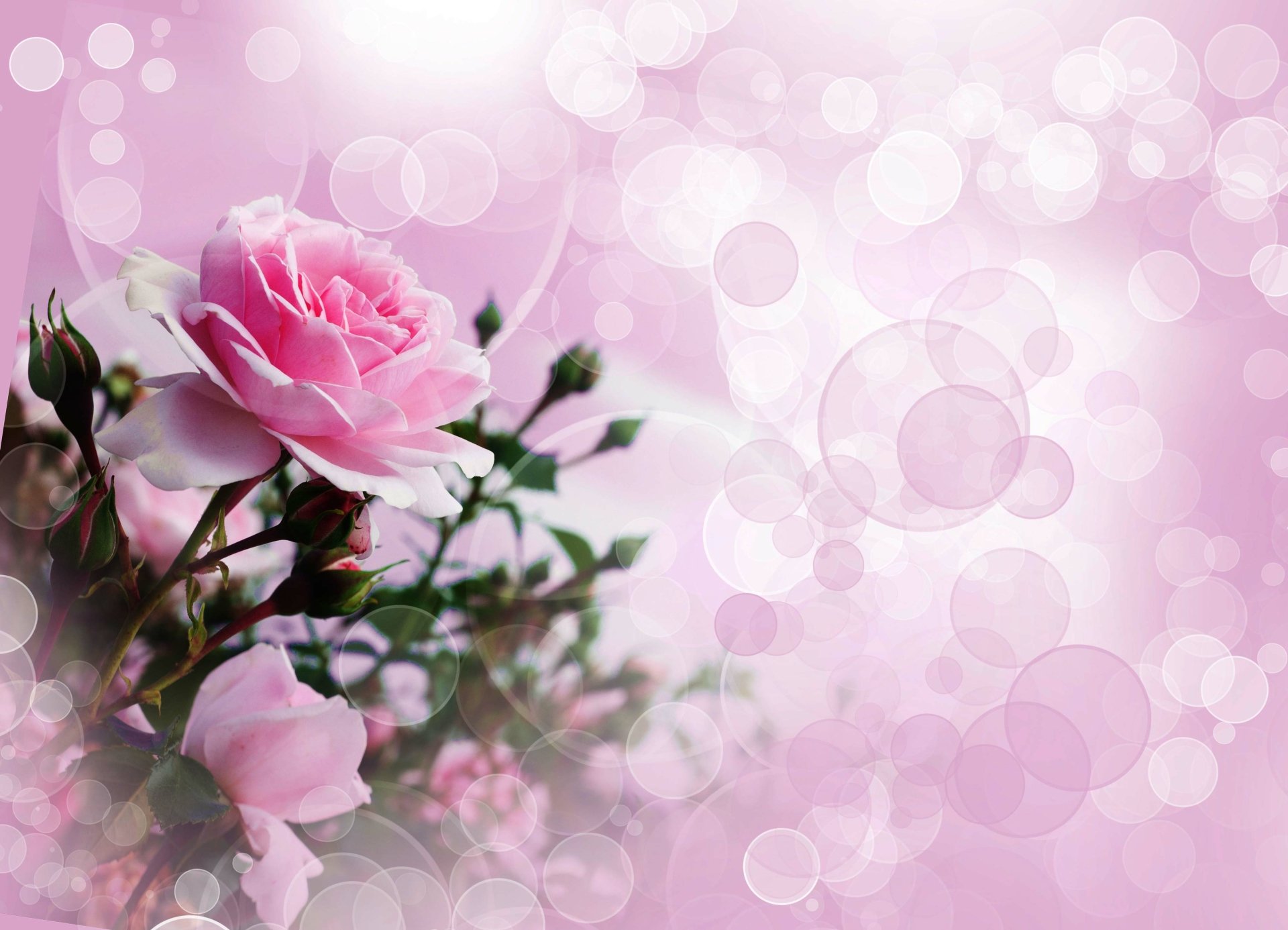 Download Flower Pink Flower Pink Rose Artistic Rose 4k Ultra HD Wallpaper