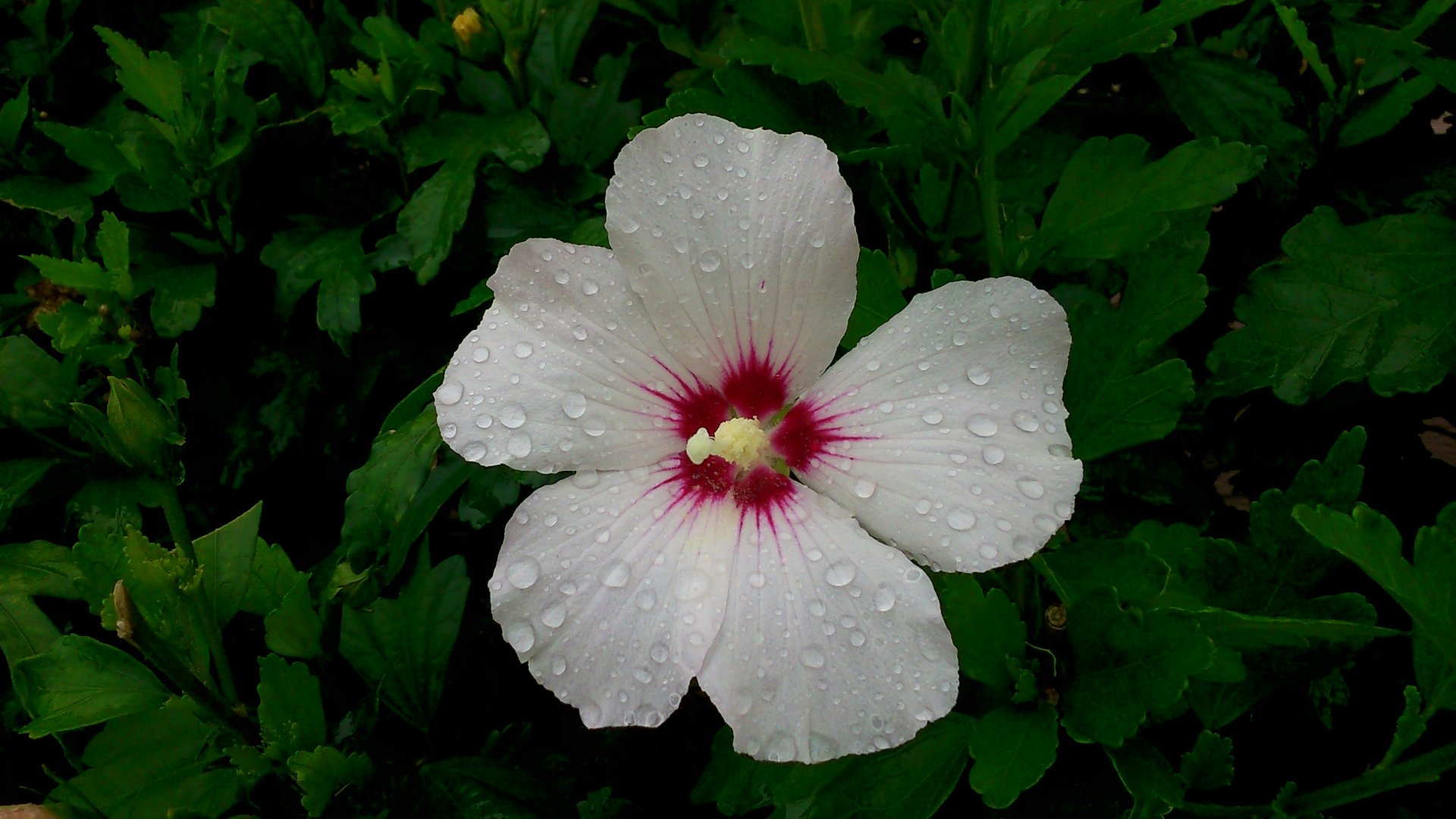 2K Quad HD PC desktop wallpaper/background: close-up of a white flower with red center, water drops on petals against green foliage, raindrops highlighting natural texture.