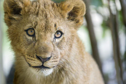 cub Animal lion HD Desktop Wallpaper | Background Image