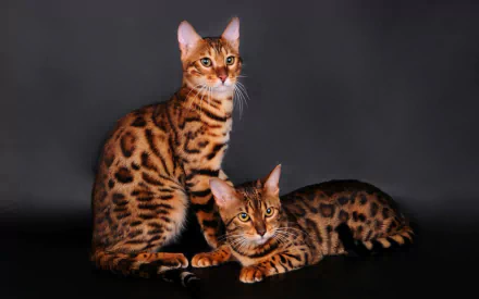 cat Animal bengal cat HD Desktop Wallpaper | Background Image