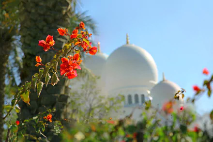 HD desktop wallpaper of red bougainvillea flowers in the foreground with blurred white mosque domes against a clear blue sky, religious architecture framed by foliage.