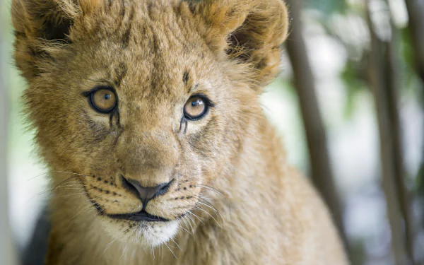 cub Animal lion HD Desktop Wallpaper | Background Image