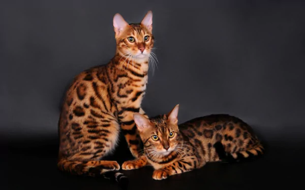 Two Bengal cats with striking spotted coats pose against a dark background in this sharp 4K Ultra HD desktop wallpaper featuring detailed animal imagery.