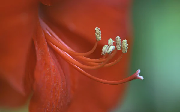 blur red flower flower nature Amaryllis HD Desktop Wallpaper | Background Image
