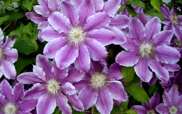  Purple Clematis