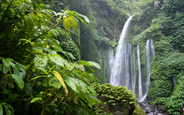 Lush green rainforest scene with dense trees and a cascading waterfall, captured in HD as a vibrant PC desktop wallpaper and background.