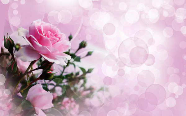  Pink Rose