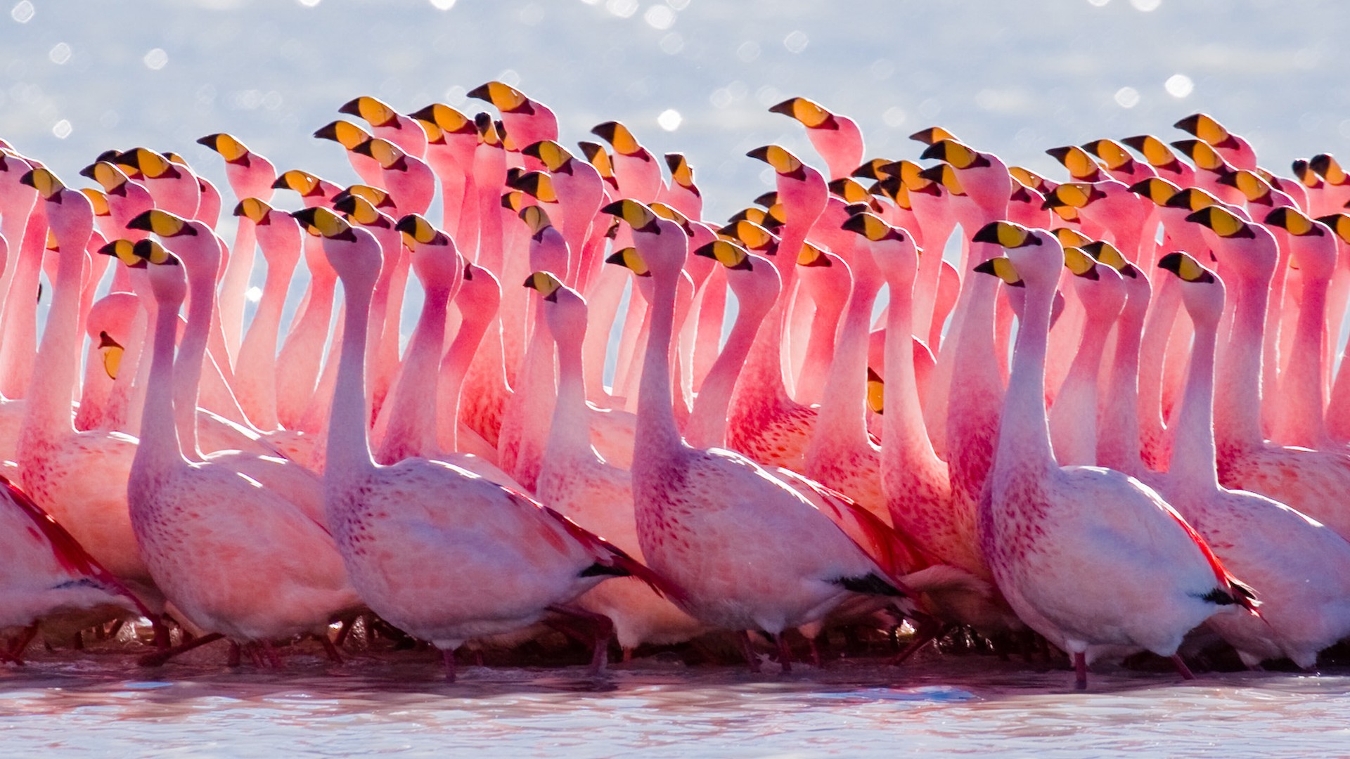 Flamingo HD Wallpaper
