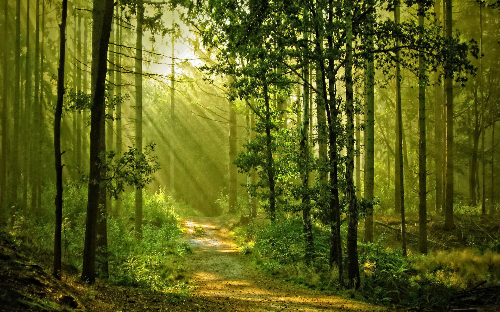 Download Tree Sunbeam Sunshine Green Forest Man Made Path HD Wallpaper