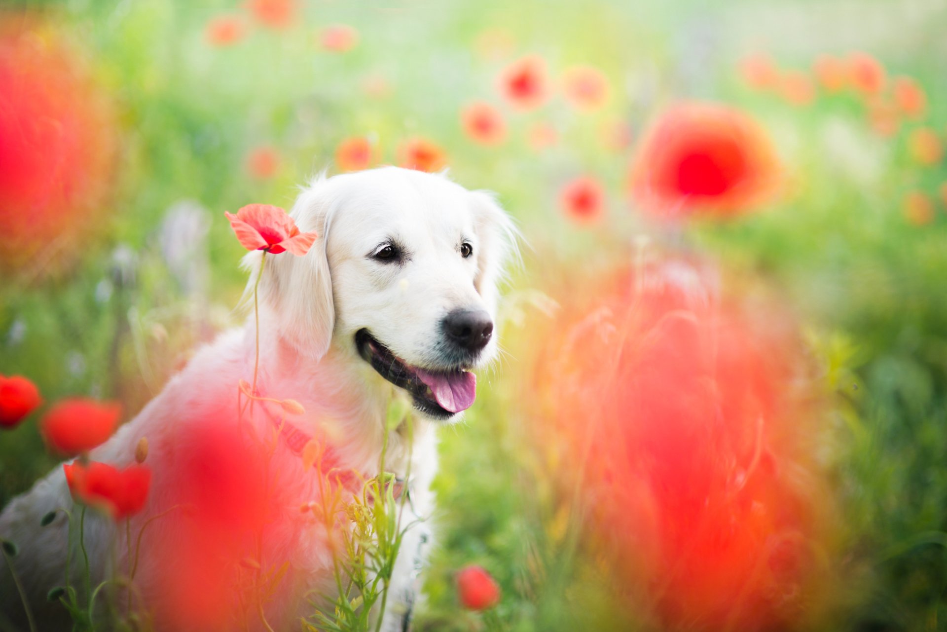Golden retriever sitting in a vibrant field of red poppy flowers with a soft bokeh effect, captured in HD for a vivid PC desktop wallpaper.