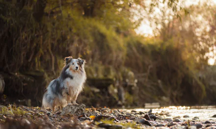 HD desktop wallpaper featuring a Rough Collie dog standing on a rocky riverbank with soft, natural lighting and blurred green foliage in the background.