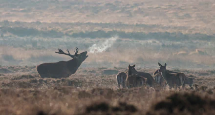  A bull elk with his female doe by Up-Free