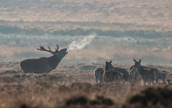 Animal Elk Deer Fog Morning Mammal Blur HD Wallpaper | Background Image