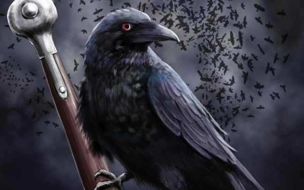 Animal Raven Birds Crows Bird Sword Close-Up HD Wallpaper | Background Image