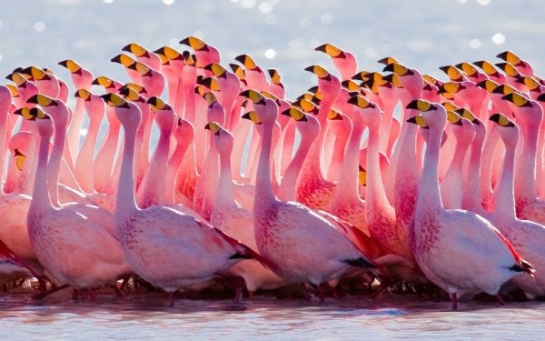 Animal Flamingo Birds Flamingos Bird Pink Close-Up HD Wallpaper | Background Image