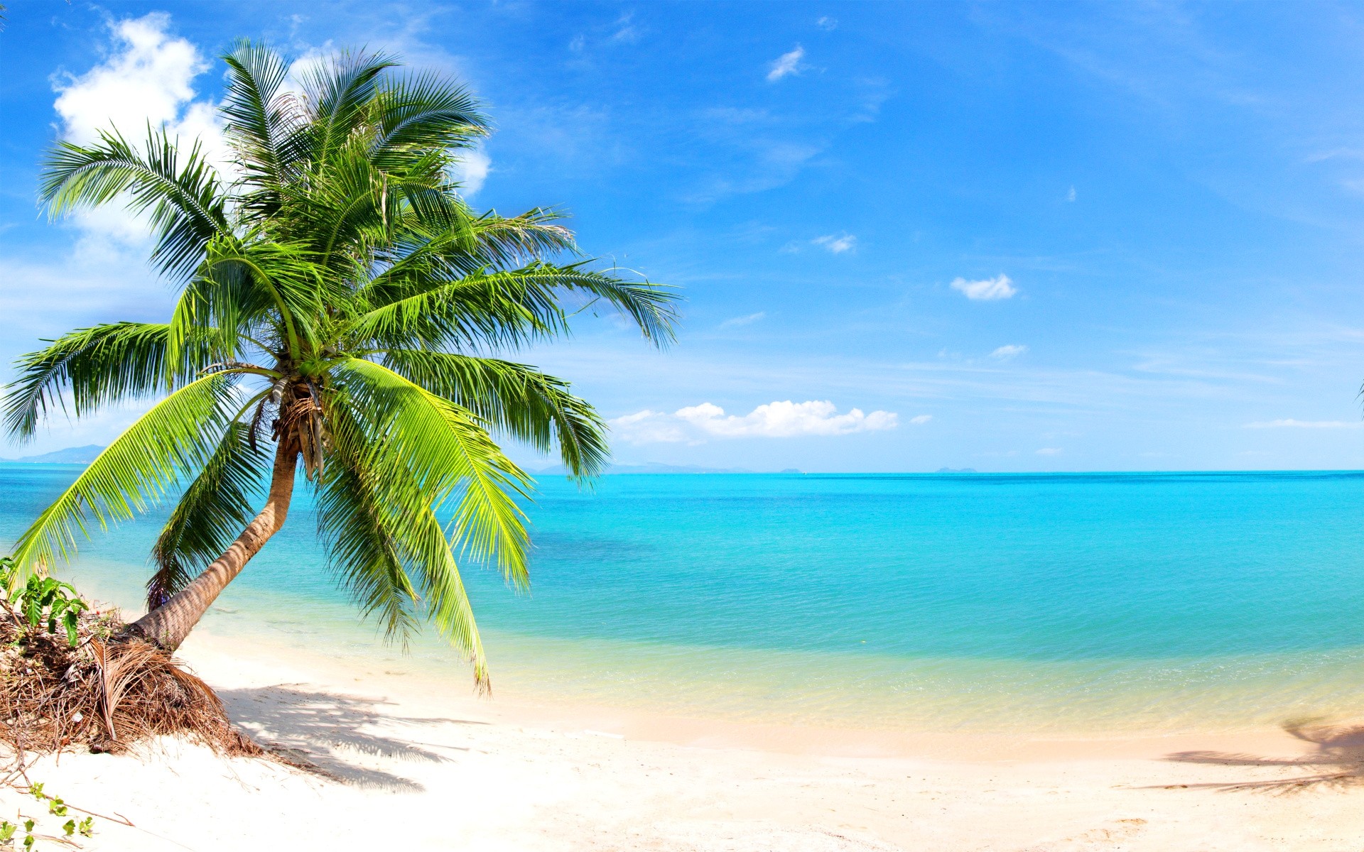 palm trees on the beach