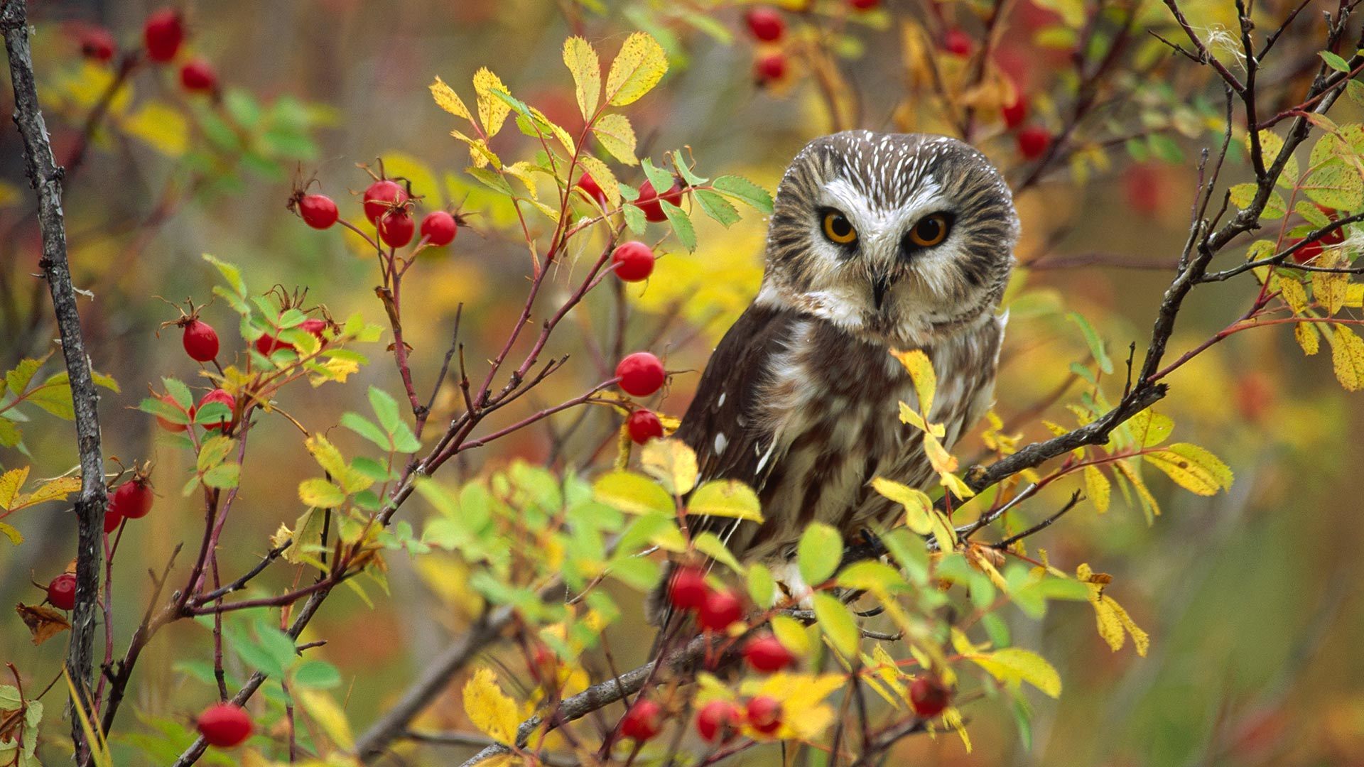 Download Branch Bird Animal Owl HD Wallpaper