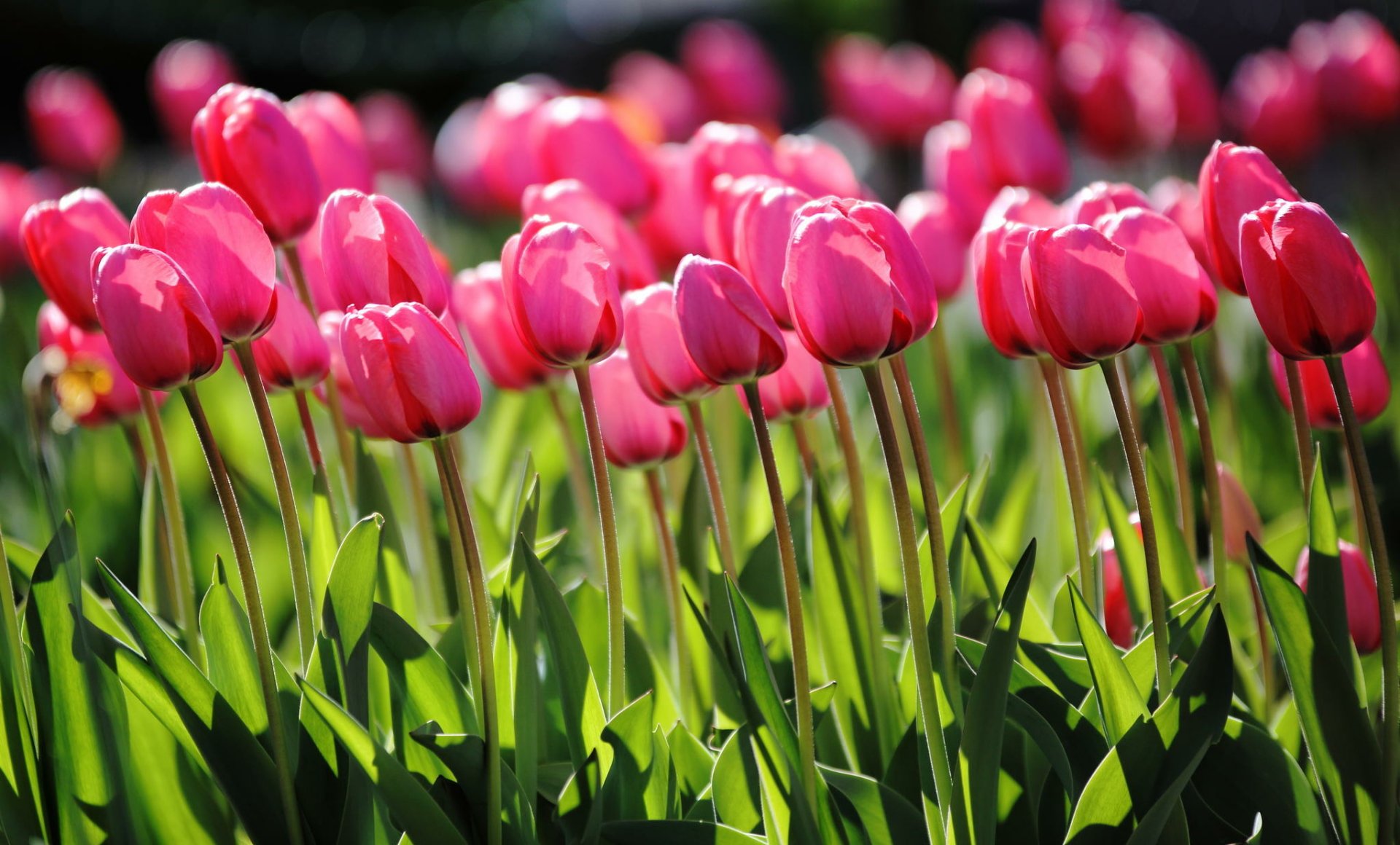 Download Nature Pink Flower Flower Tulip HD Wallpaper