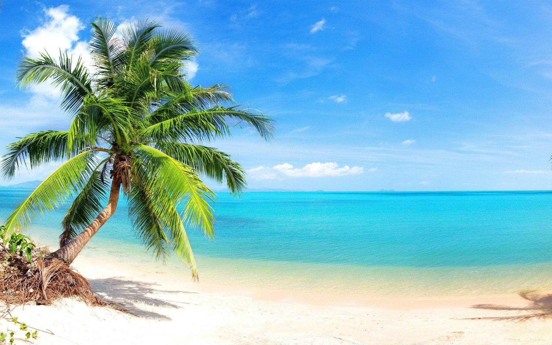 Palm Tree on Tropical Beach HD Wallpaper | Background Image | 1920x1200