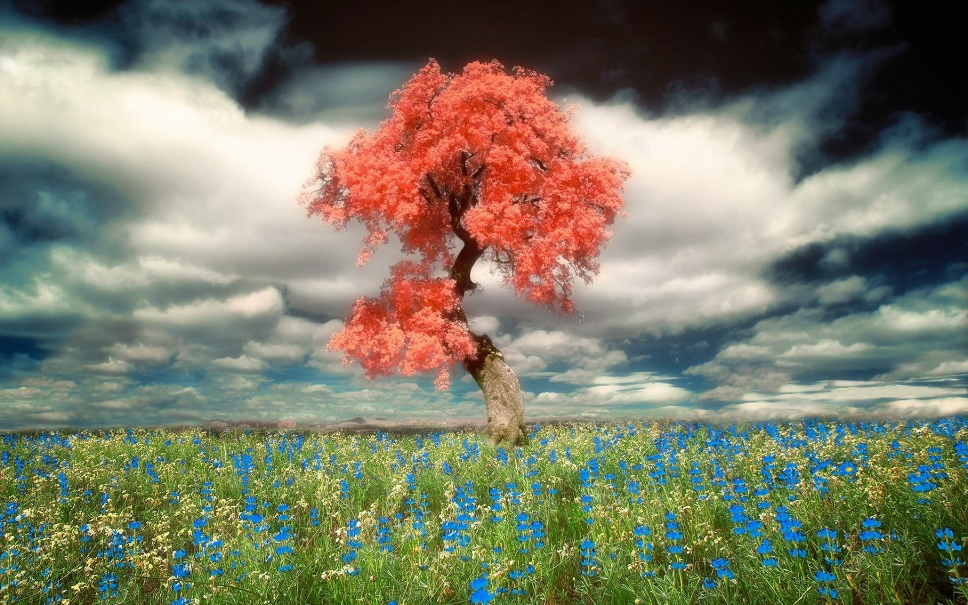 Tree in Flower Field HD Wallpaper | Achtergrond ...