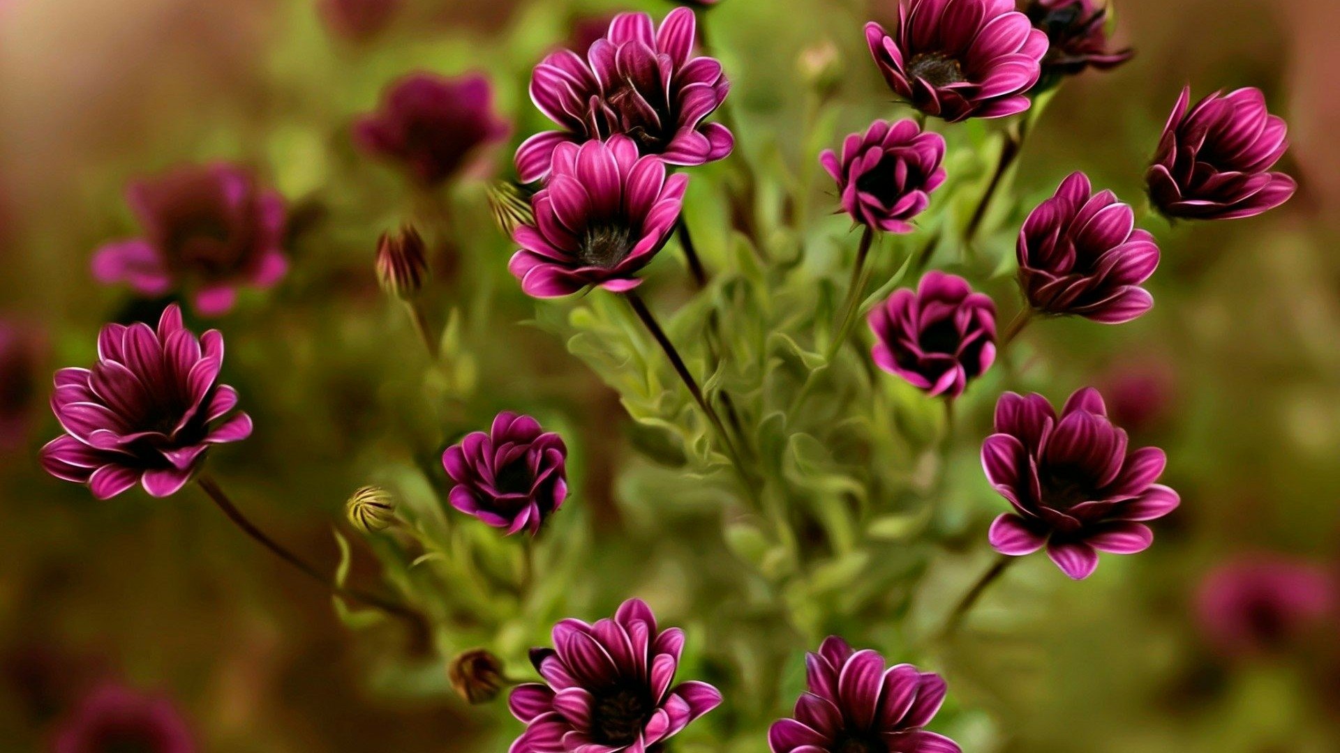 Purple Flowers HD Wallpaper | Background Image | 1920x1080 | ID:689952 ...