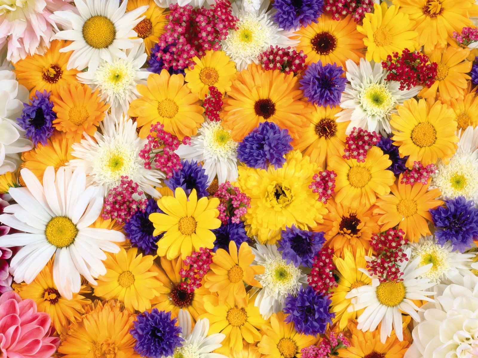 Colorful Daisies Wallpaper and Background Image | 1600x1200 | ID:689962