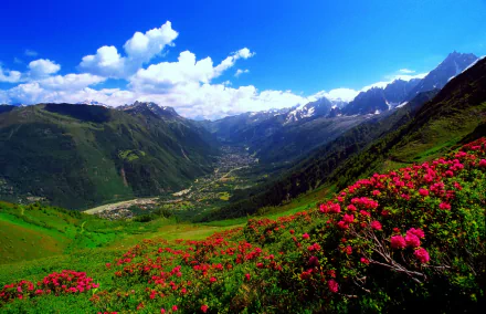 A vibrant landscape featuring pink flowers in a valley, nestled amidst the Carpathian Mountains of Romania, showcasing a stunning view of nature's beauty and serenity.