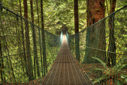 A suspension bridge stretches through a lush green forest, offering an immersive view of towering trees and serene nature in vibrant 4K Ultra HD.
