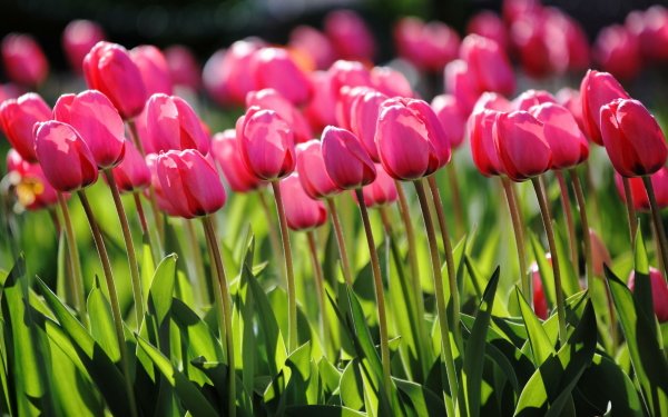 Earth Tulip Flowers Flower Pink Flower Nature HD Wallpaper | Background Image