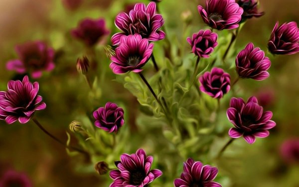 Tierra/Naturaleza Flor Flores Close-Up Naturaleza Purple Flower Fondo de pantalla HD | Fondo de Escritorio