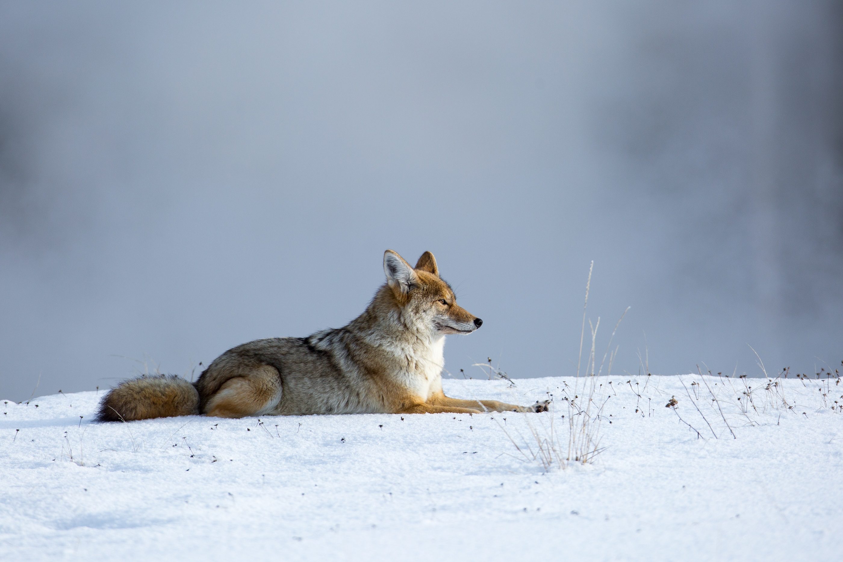 A coyote resting in the snow by skeeze