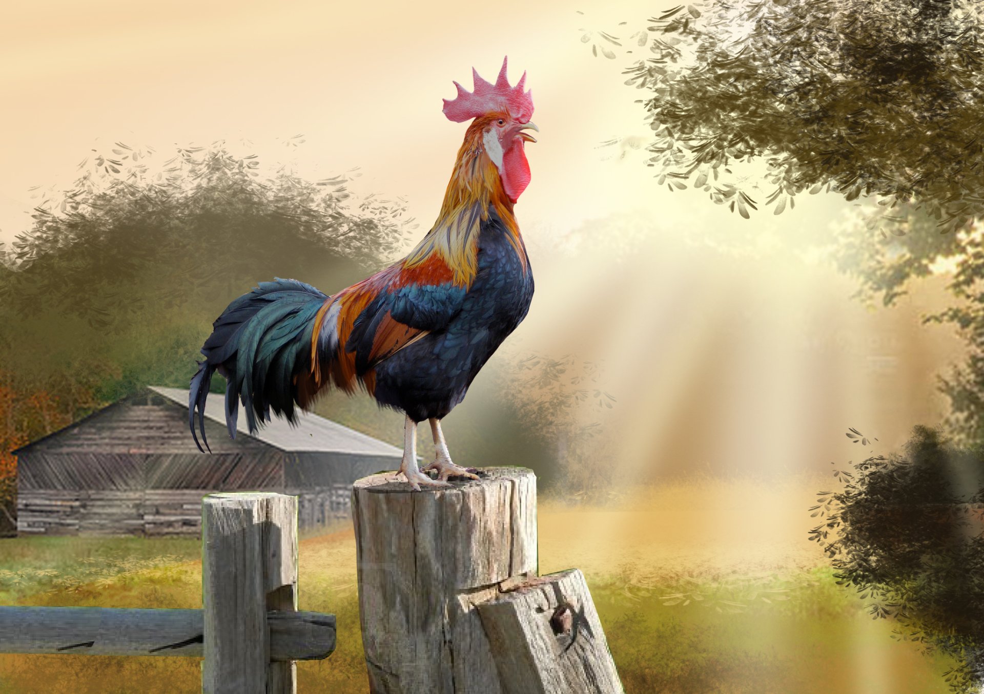 Rooster HD Wallpaper Background Image 2058x1452 ID 
