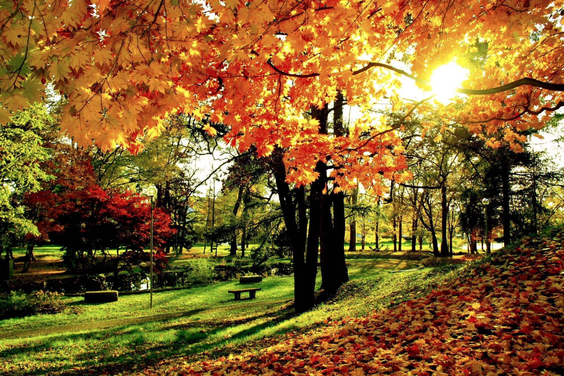 Autumn in the Park