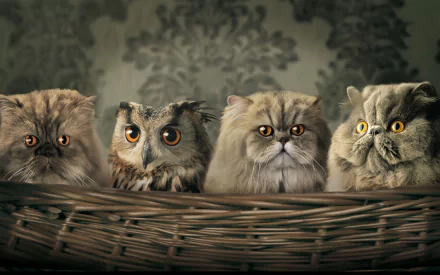 An HD desktop wallpaper featuring a cute owl sitting in a wicker basket with three fluffy cats. The background has a subtle, ornate pattern, highlighting the adorable animals in the foreground.