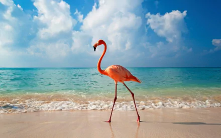 A vibrant flamingo walks along a sandy beach, with a stunning horizon blending the turquoise ocean and a bright blue sky dotted with fluffy clouds. Perfect desktop wallpaper.