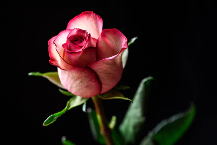Close-up of a pink rosebud with delicate petals against a dark background, captured in HD for a vibrant desktop wallpaper showcasing natural beauty.