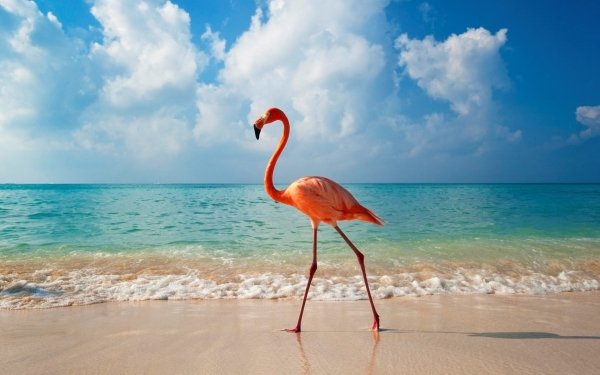 Animal Flamingo Birds Flamingos Bird Beach Ocean Horizon HD Wallpaper | Background Image