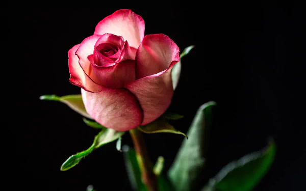 Close-up of a pink rosebud with delicate petals against a dark background, captured in HD for a vibrant desktop wallpaper showcasing natural beauty.