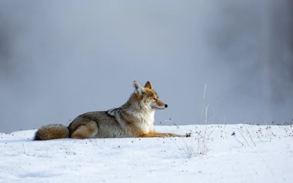 A serene coyote rests in a snowy wilderness, showcasing the beauty of nature in winter. This HD wallpaper captures the essence of wildlife in a tranquil landscape.