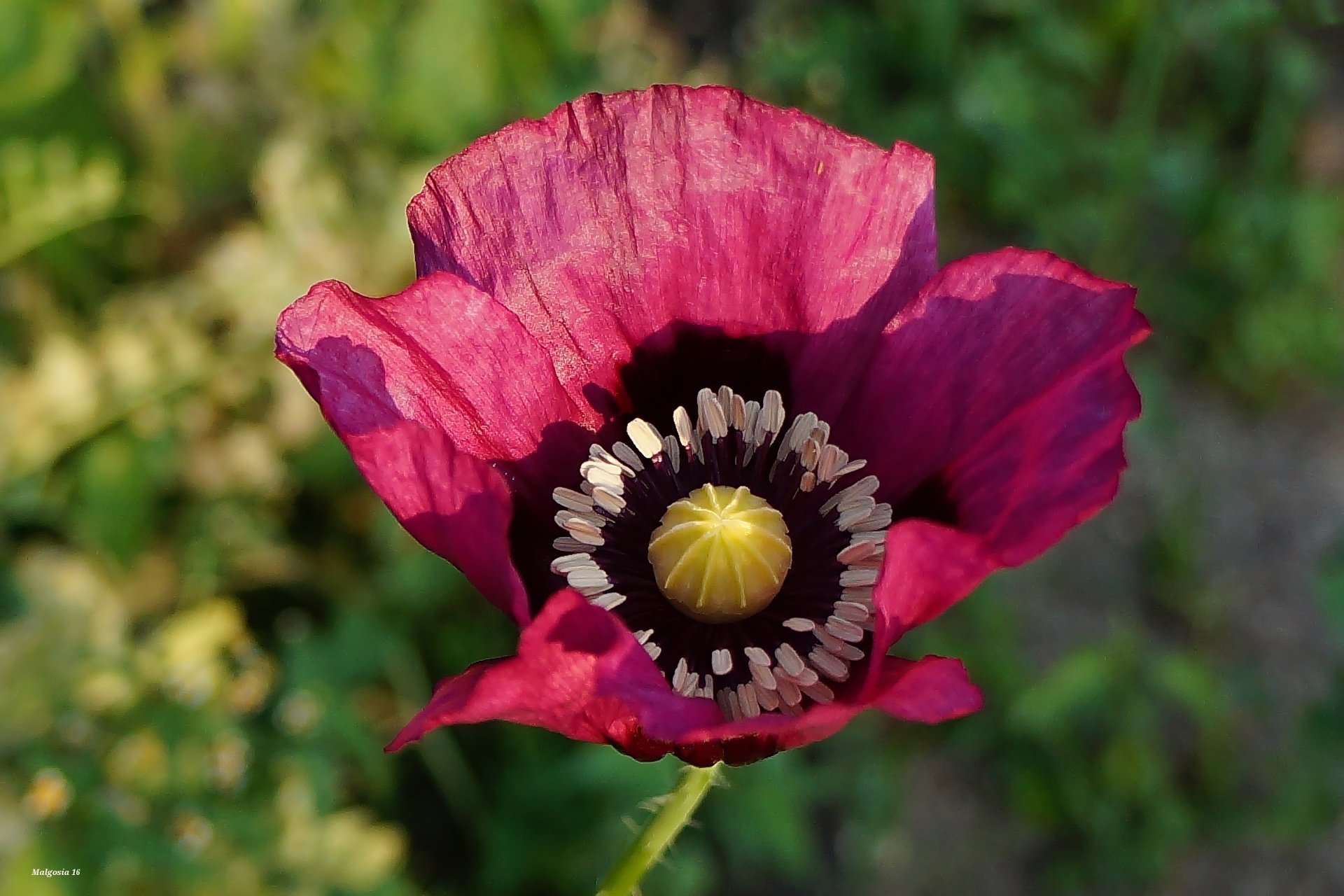 Purple Poppy