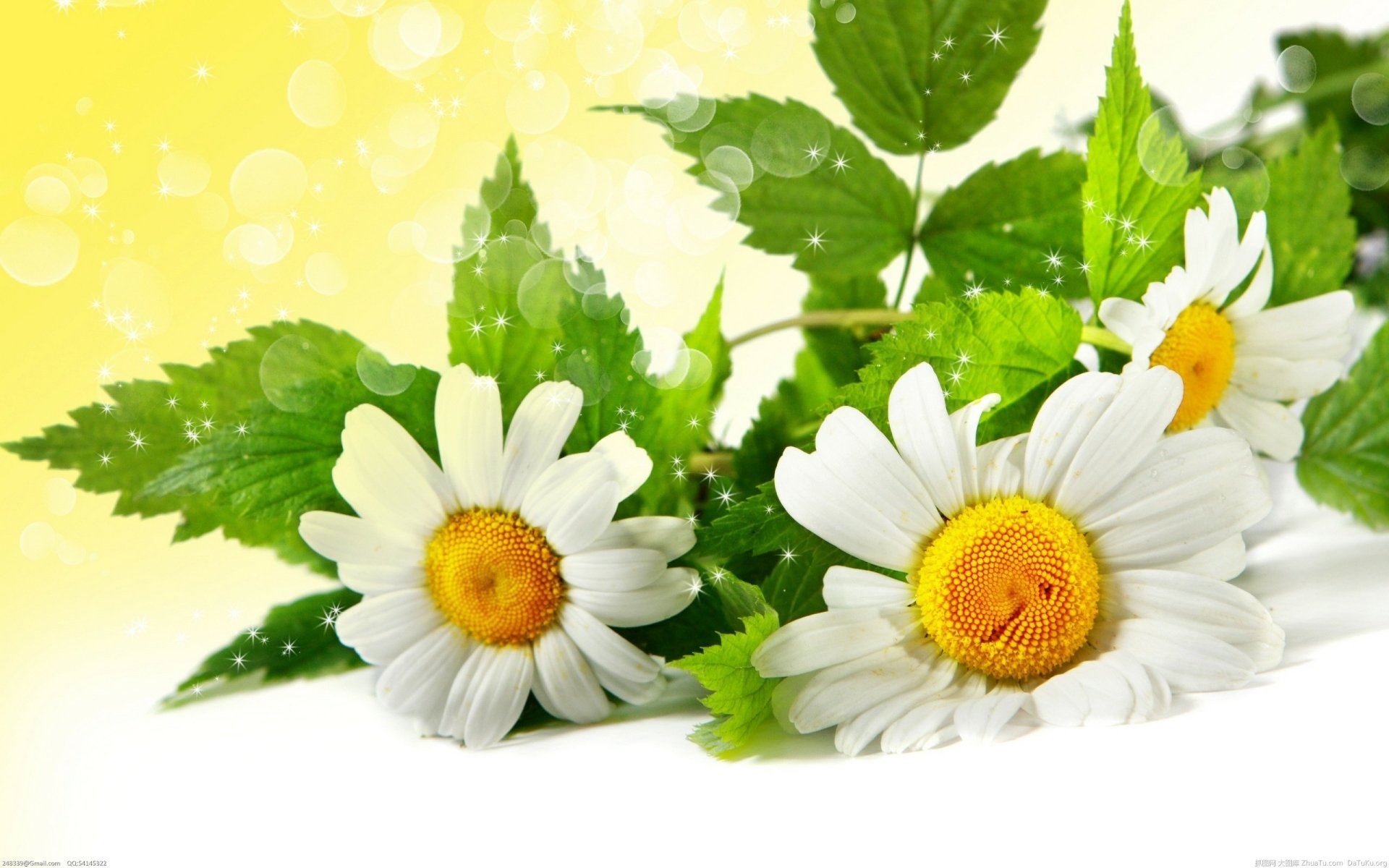 Download White Flower Close-up Daisy Flower Nature Camomile HD Wallpaper