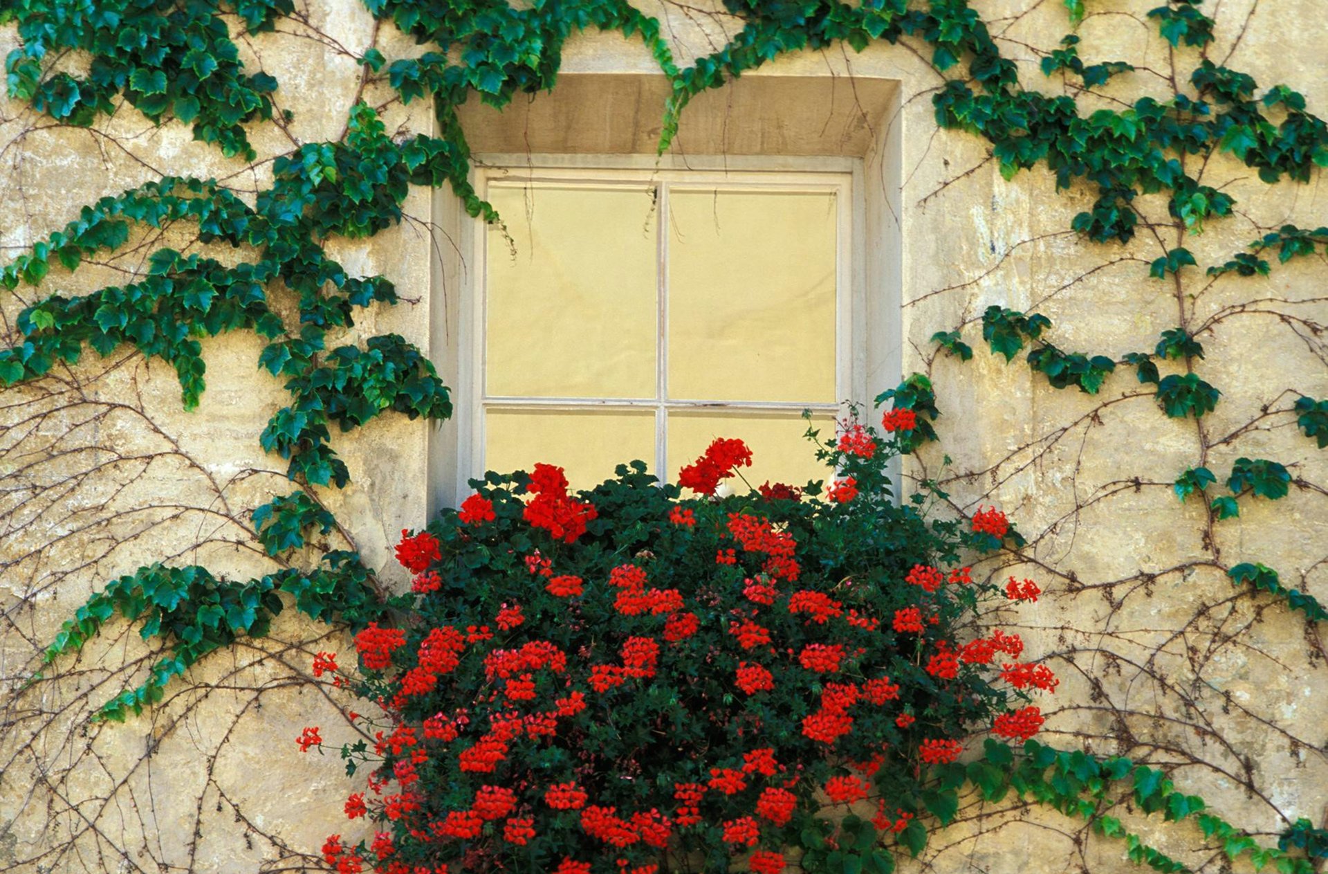 Плющ на балконе. Италия стена плетущихся роз. Плющ Вьюн цветы. Плетистые розы и плющ.