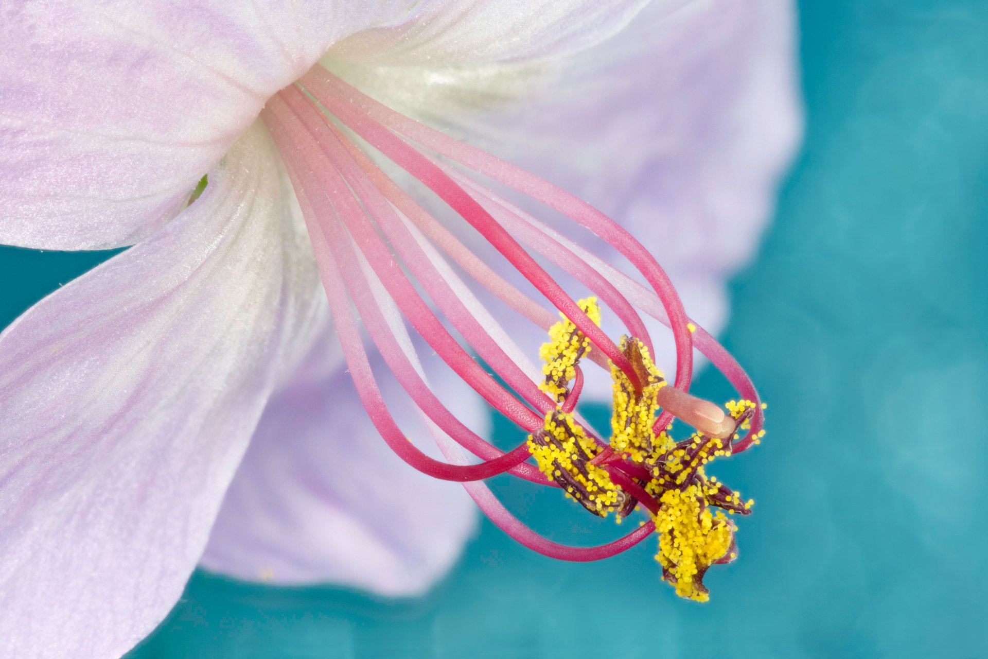 Download Macro Nature Pink Flower Flower Geranium 4k Ultra HD Wallpaper by sophiaspurgin