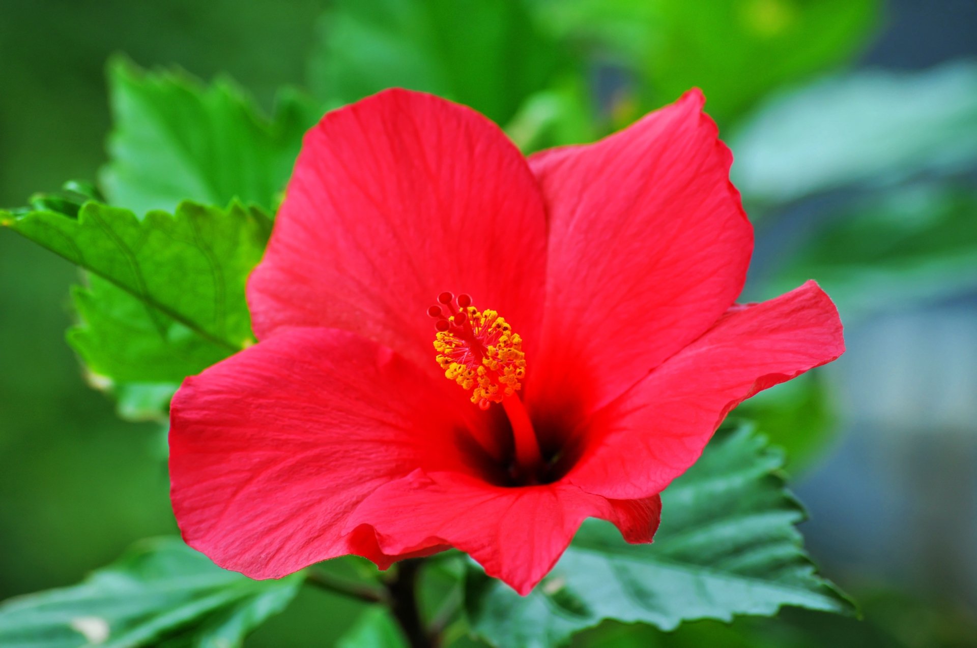 Red Hibiscus