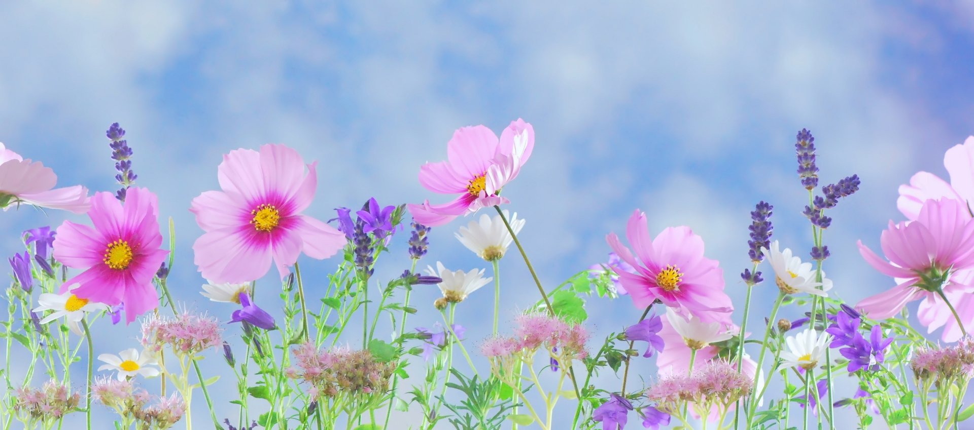 A vibrant display of purple and pink cosmos flowers against a pastel sky, capturing the essence of spring in this artistic HD desktop wallpaper.