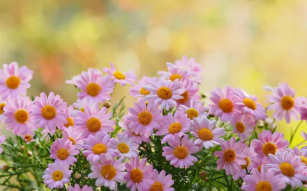 HD desktop wallpaper featuring a vibrant cluster of pink daisy-like camomile flowers in nature with soft yellow and green bokeh background.