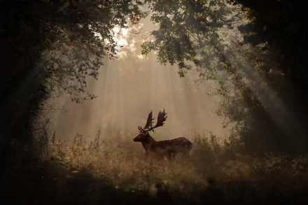 A majestic deer stands in a forest clearing, bathed in soft sunbeams filtering through the trees, captured in stunning 4K Ultra HD for a PC desktop wallpaper.