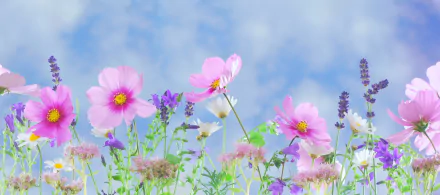 A vibrant display of purple and pink cosmos flowers against a pastel sky, capturing the essence of spring in this artistic HD desktop wallpaper.